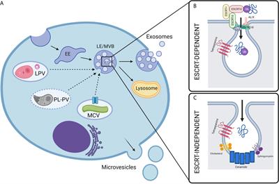 Intravacuolar Pathogens Hijack Host Extracellular Vesicle Biogenesis to Secrete Virulence Factors